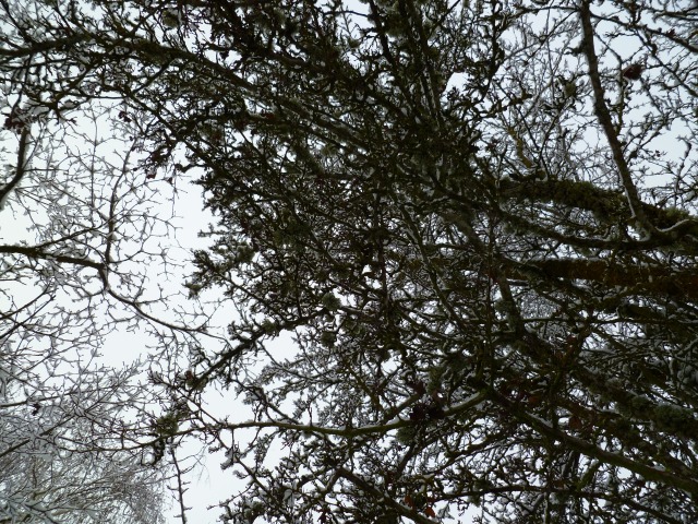 I tried to get a picture from underneath the tree, but you can't really see the snow on the branches very well.